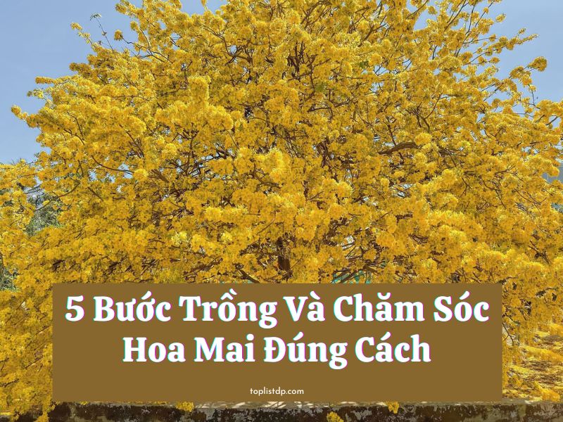 5 Buoc Trong Va Cham Soc Hoa Mai Dung Cach