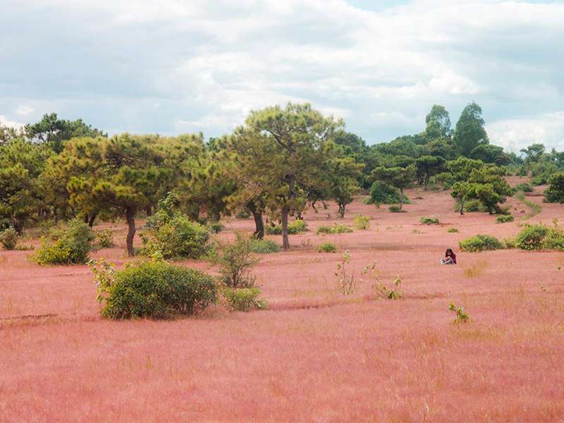 địa điểm du lịch Gia Lai - Đồi cỏ hồng - Đắk Đoa