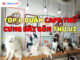 Top 8 Quán Cafe Thú Cưng Sài Gòn Thú Vị