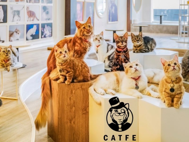 Top 5 Quán Cafe Mèo TPHCM Siêu Dễ Thương