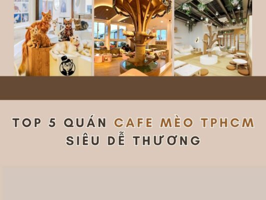 Top 5 Quán Cafe Mèo TPHCM Siêu Dễ Thương