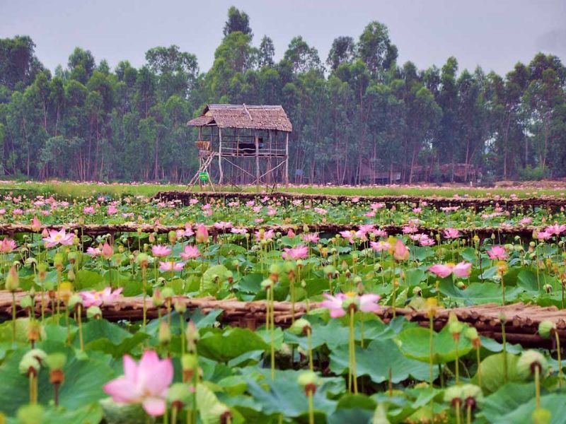 Top 8 Địa Điểm Du Lịch Đồng Tháp Đẹp Quên Lối Về