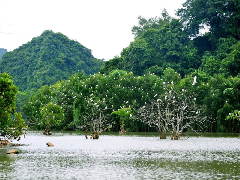 Vườn chim Thung Nham