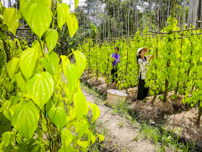 Top 10 Địa Điểm Du Lịch Hậu Giang Không Thể Bỏ Qua