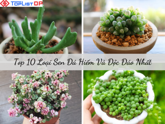 Top 10 Các Loại Sen Đá Hiếm Và Độc Đáo Nhất Hiện Nay