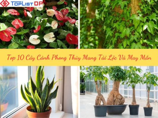 Top 10 Cây Cảnh Phong Thủy Mang Lại Tài Lộc Và May Mắn