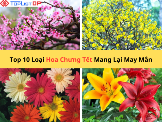 Top 10 Loại Hoa Chưng Tết Đẹp Mang Lại May Mắn